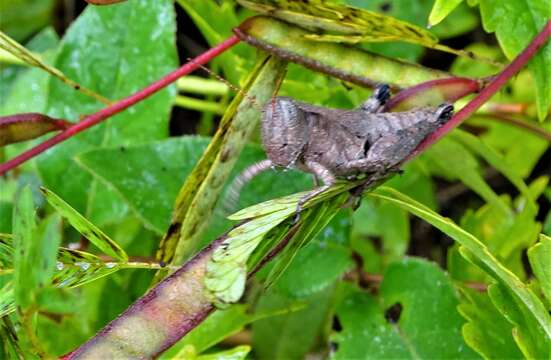 Слика од Melanoplus scudderi (Uhler 1864)