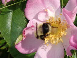 Image of Bombus vagans bolsteri Franklin 1913