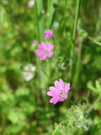 Imagem de Geranium molle L.