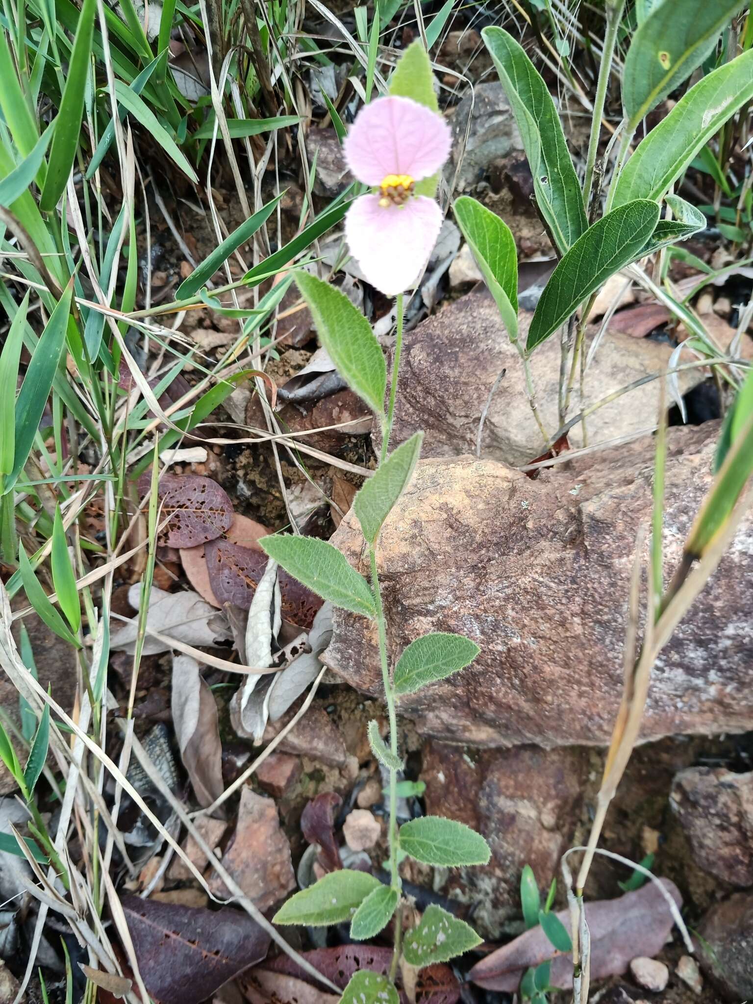 Image of Dalechampia francisceana Baill.