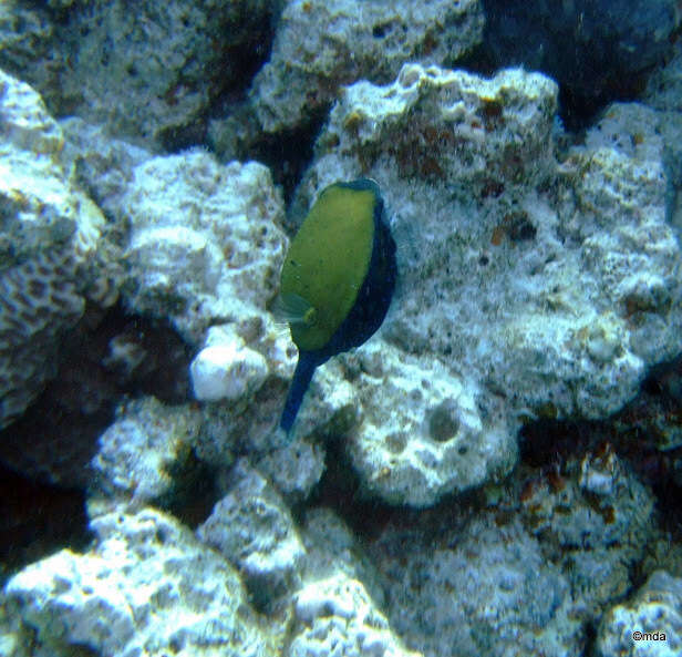 Image of Bluetail trunkfish