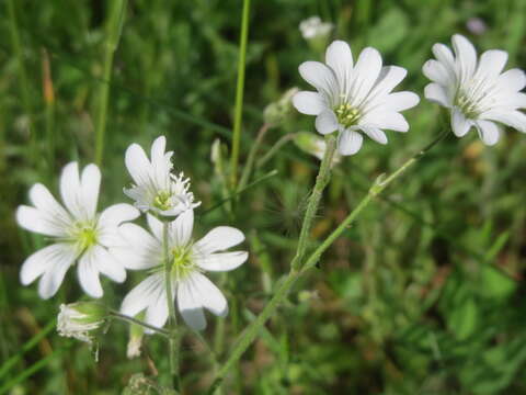 Image of field chickweed