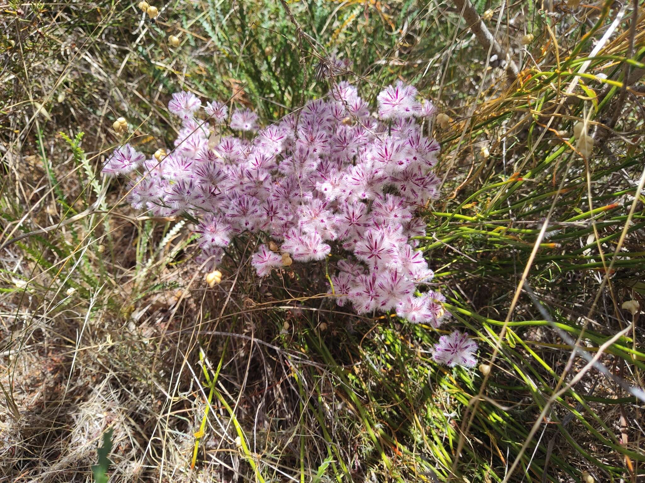 Image of Ptilotus stirlingii (Lindley) F. Müll.