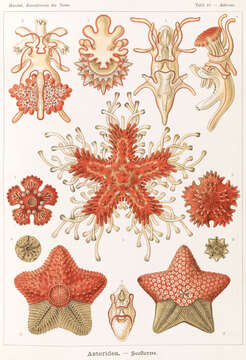 Image of Common sea star