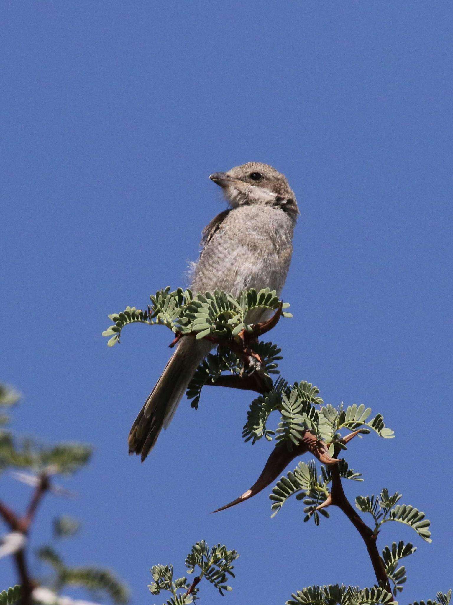 Image of Lanius collaris aridicolus Clancey 1955