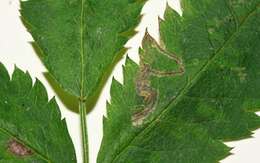 Image of Stigmella nylandriella (Tengström 1848) Beirne 1945