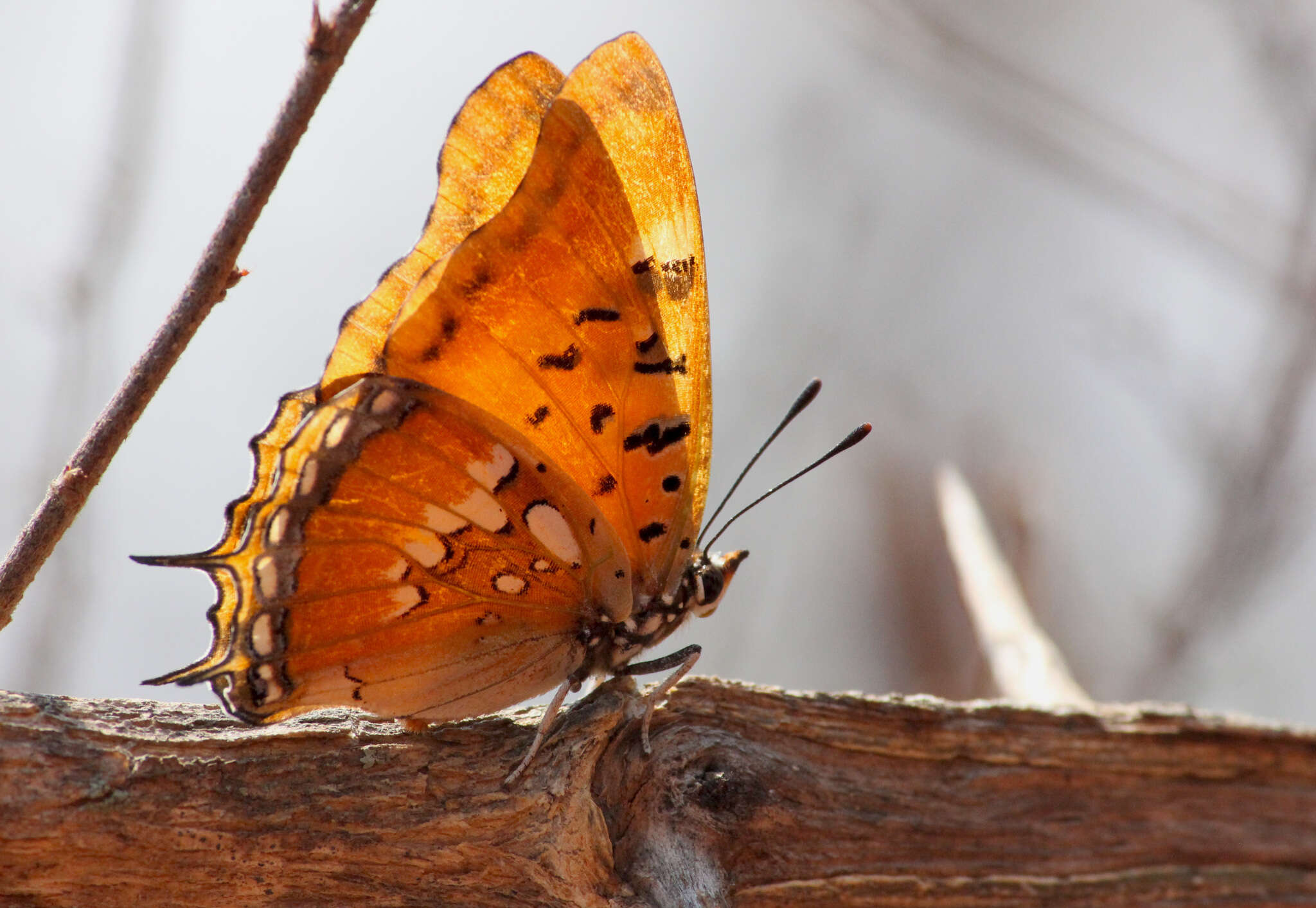 صورة Charaxes jahlusa rex Henning 1978