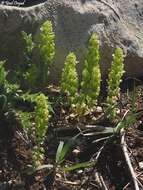 Image of Cruciata articulata (L.) Ehrend.