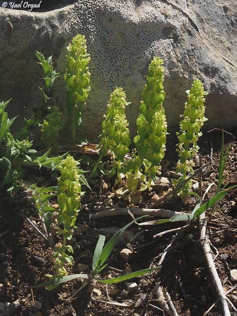 Image of Cruciata articulata (L.) Ehrend.