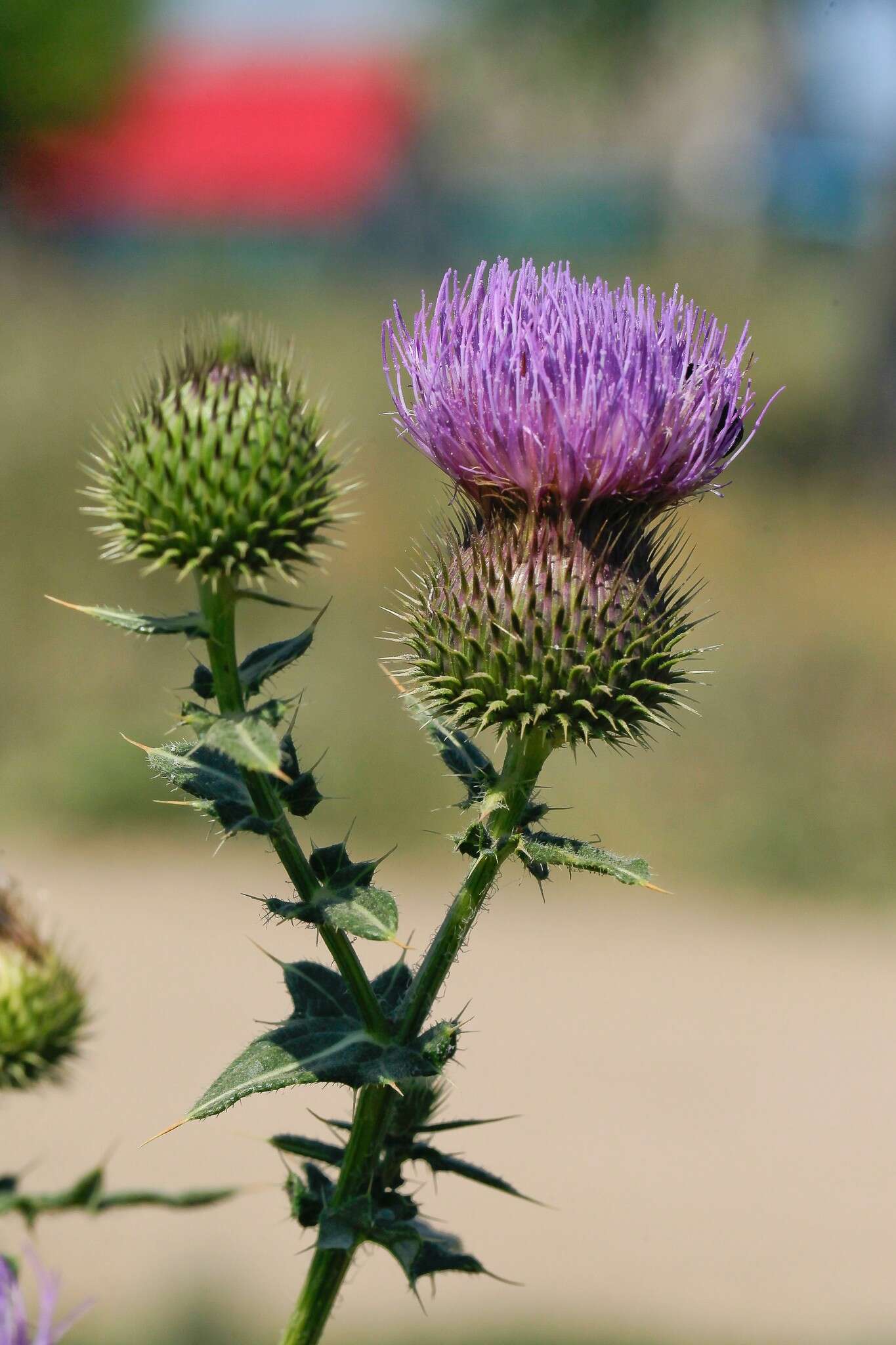 Image de Cirsium serrulatum (M. Bieb.) Fischer