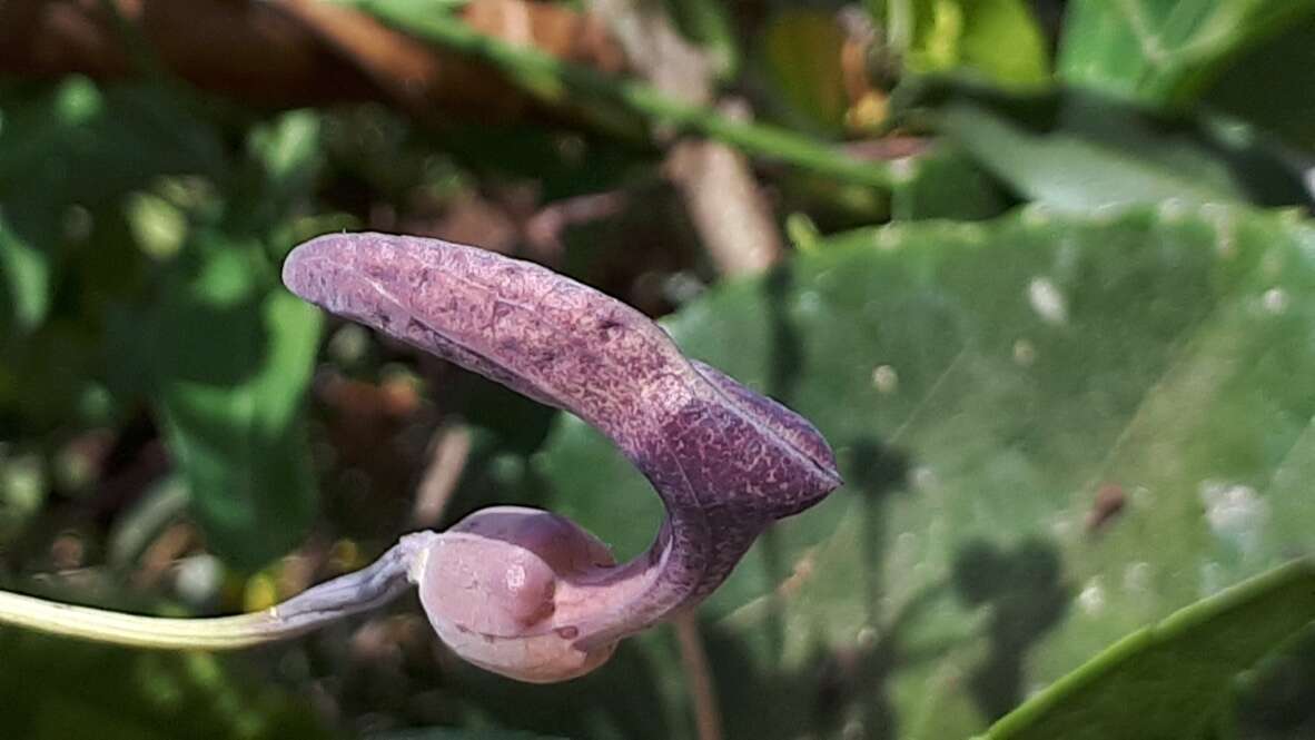 Image of Aristolochia taliscana Hook. & Arn.