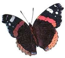 Imagem de Vanessa atalanta Linnaeus 1758