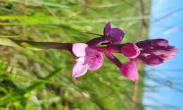 Image of Disa caffra Bolus