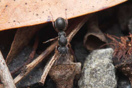 Слика од Echinopla turneri Forel 1901