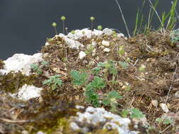 Image de Potentilla chamissonis Hultén