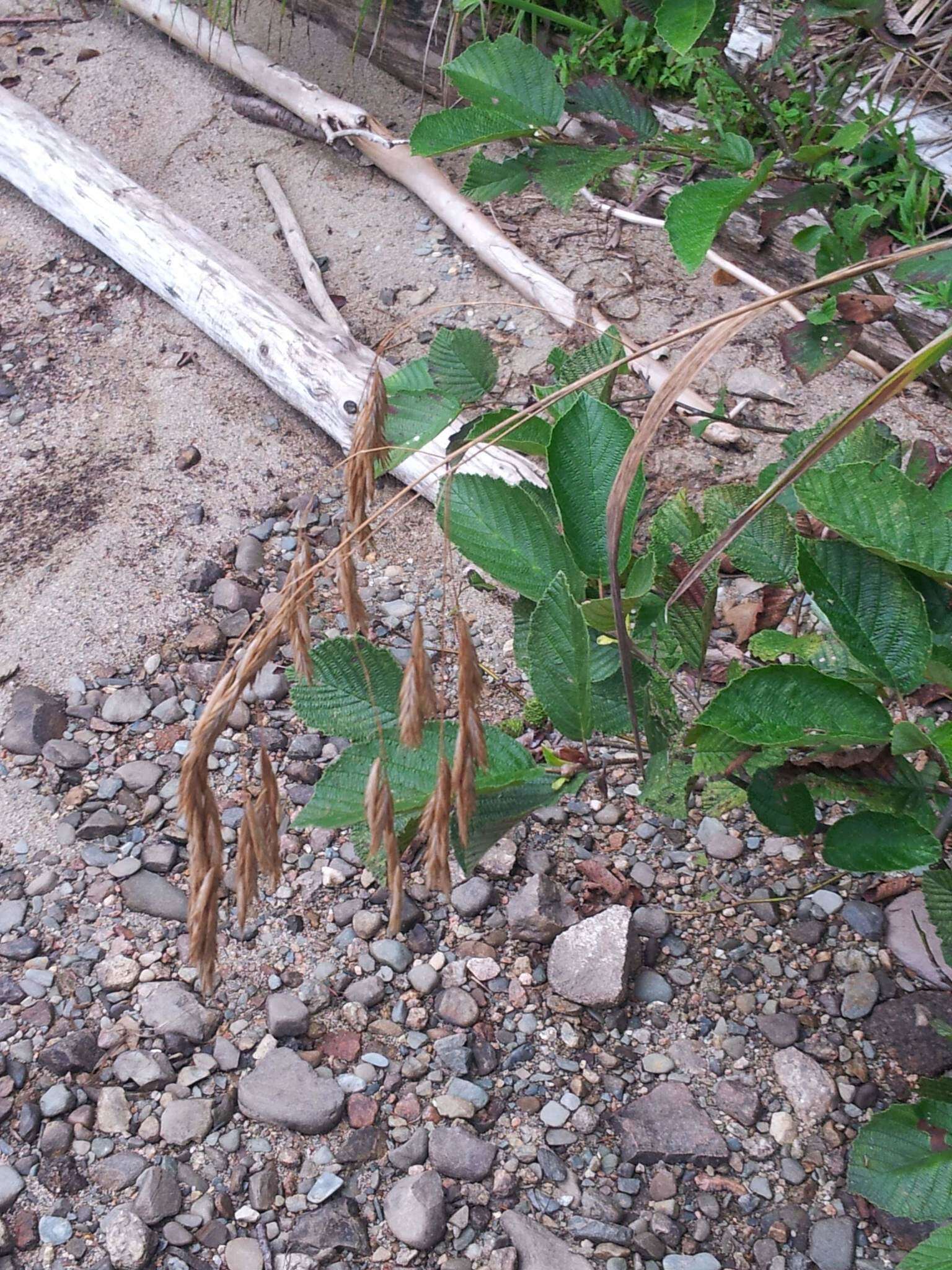 Imagem de Bromus ciliatus L.