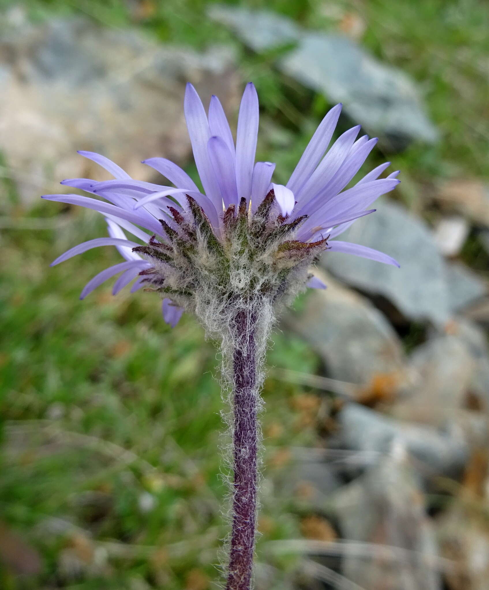 Image of Aster asteroides (DC.) Kuntze