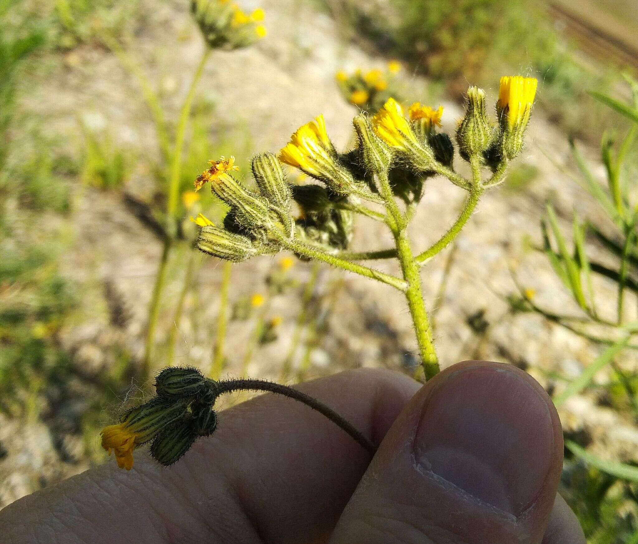 Image of Pilosella novosibirskensis N. N. Tupitsyna