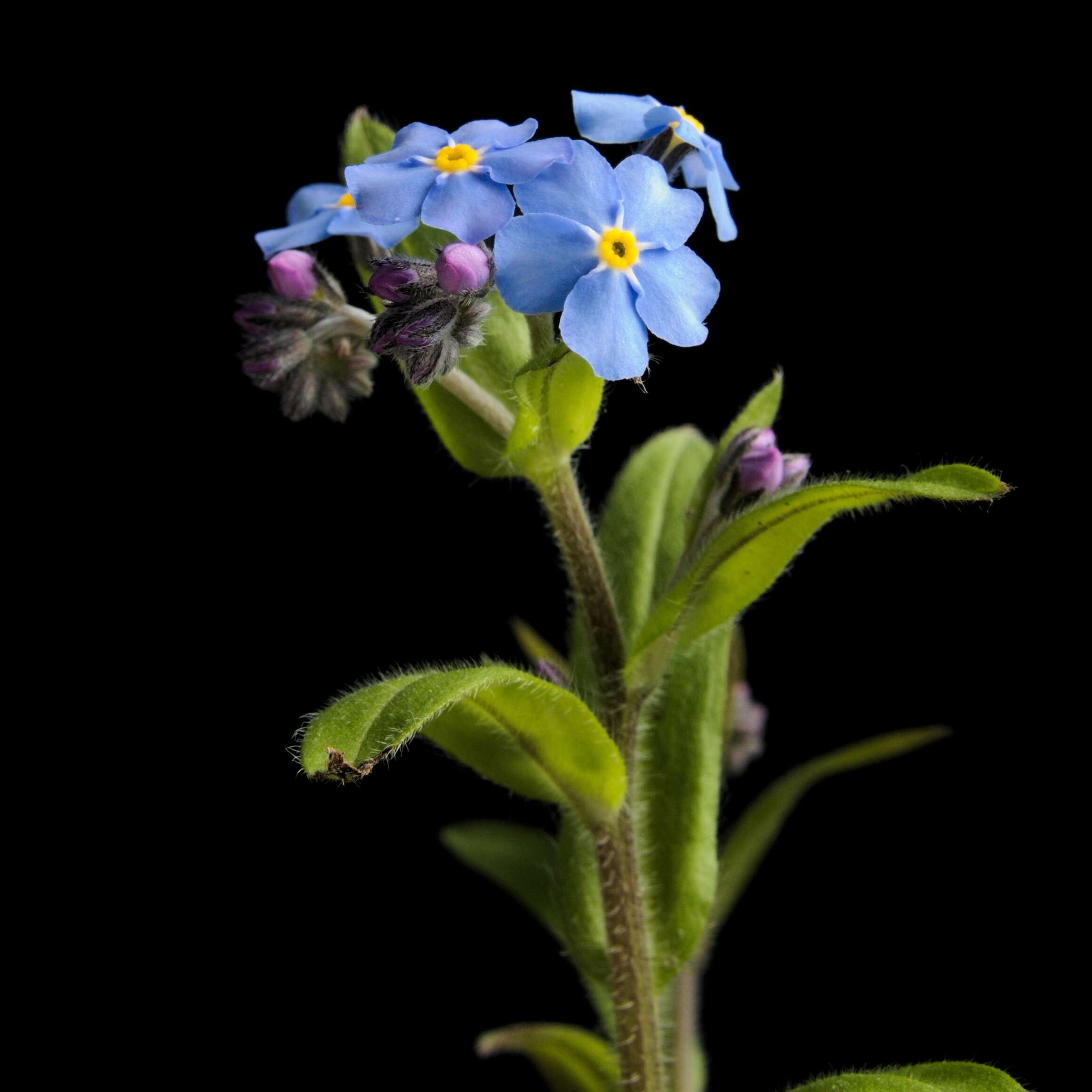 Image of Alpine forget-me-not