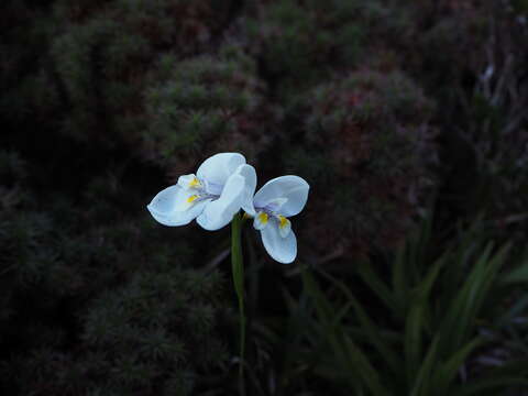 Imagem de Diplarrena latifolia Benth.