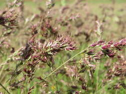 Image of bulbous bluegrass