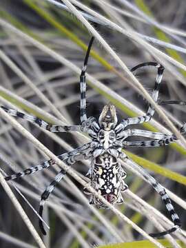 Image of Argiope lobata (Pallas 1772)