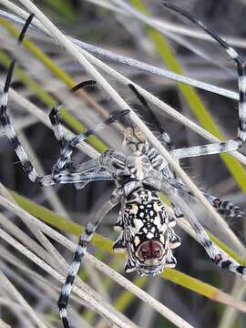 Image of Argiope lobata (Pallas 1772)