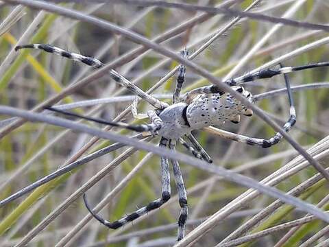 Image of Argiope lobata (Pallas 1772)