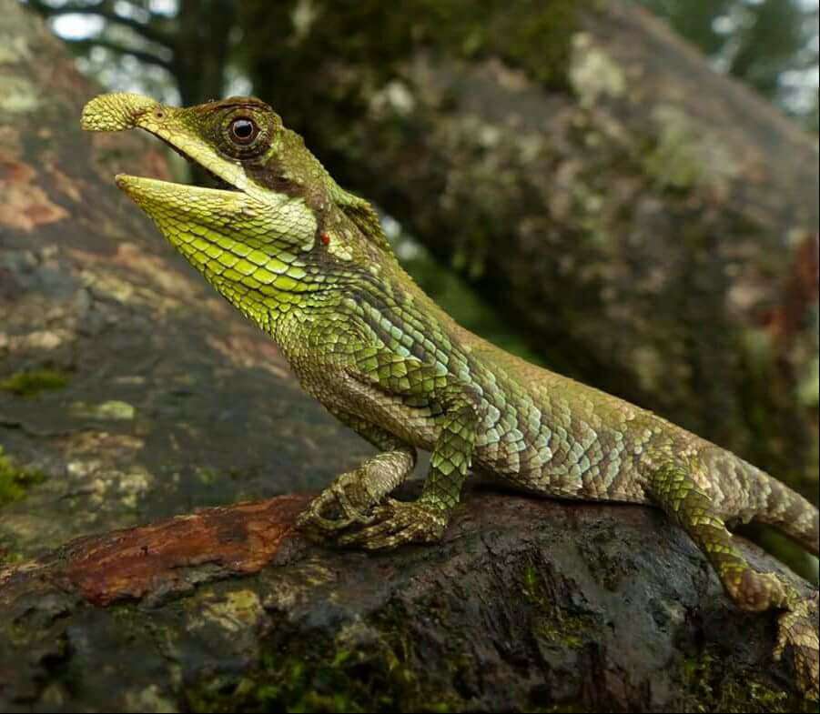 Image of Tennent’s leaf-nosed lizard