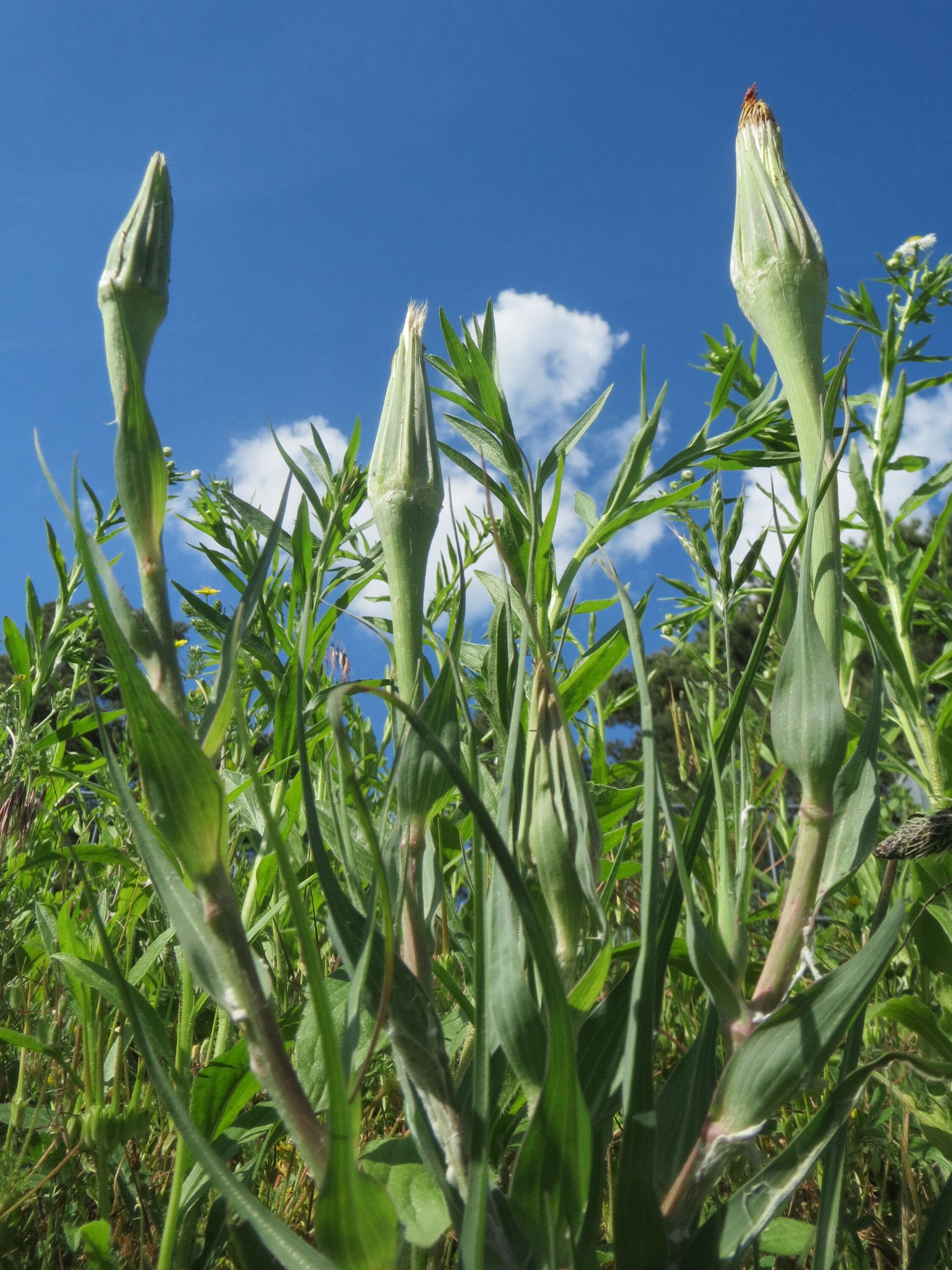 Image of yellow salsify