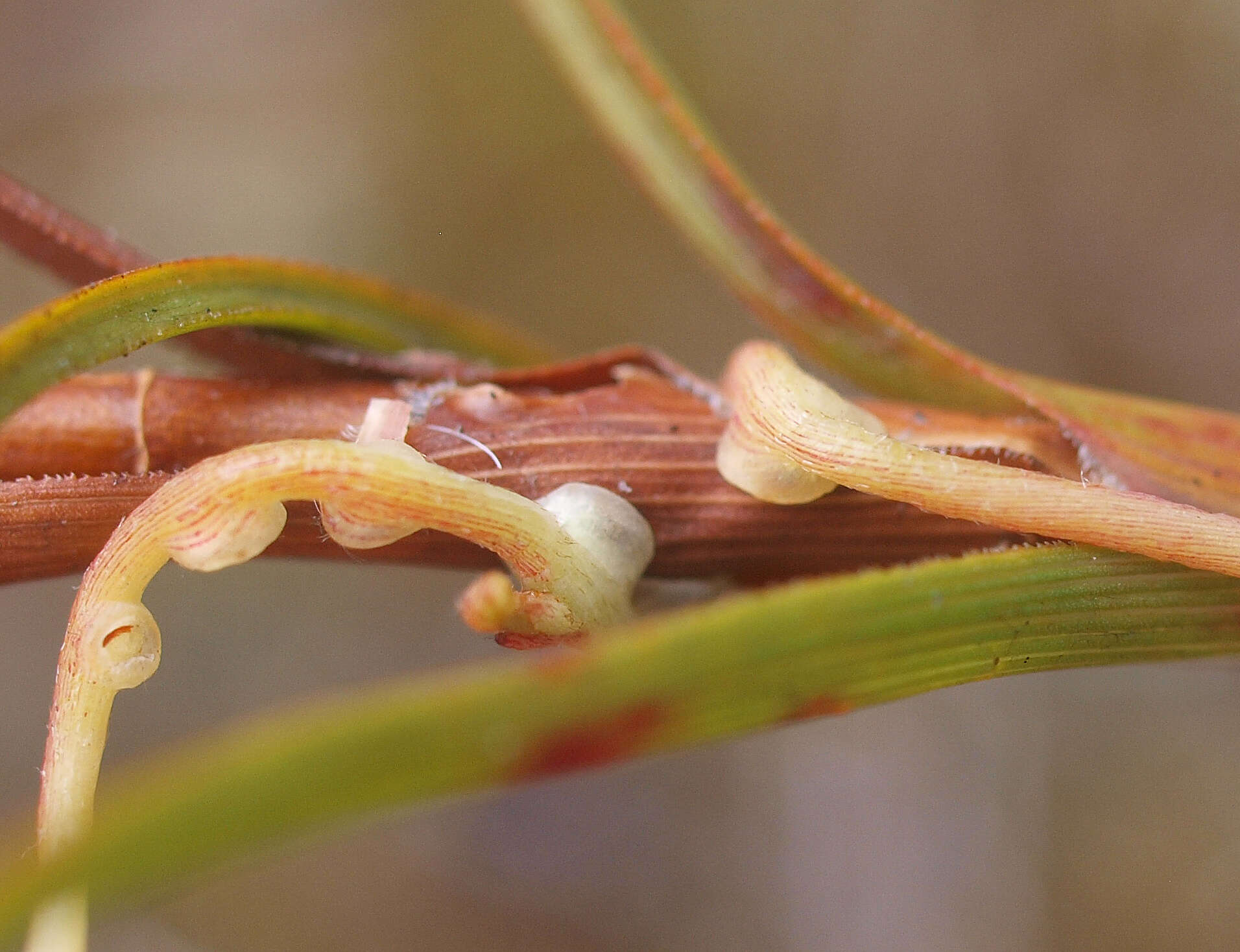 Image of Cassytha paniculata R. Br.