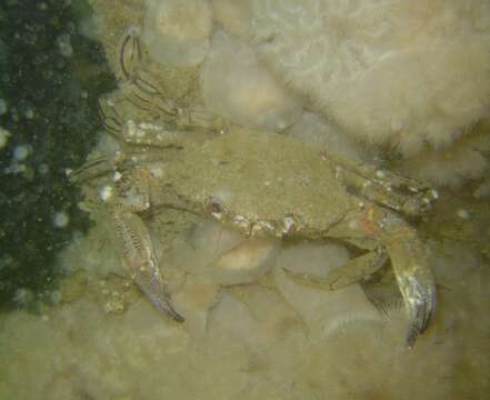 Image of brown sea anemone