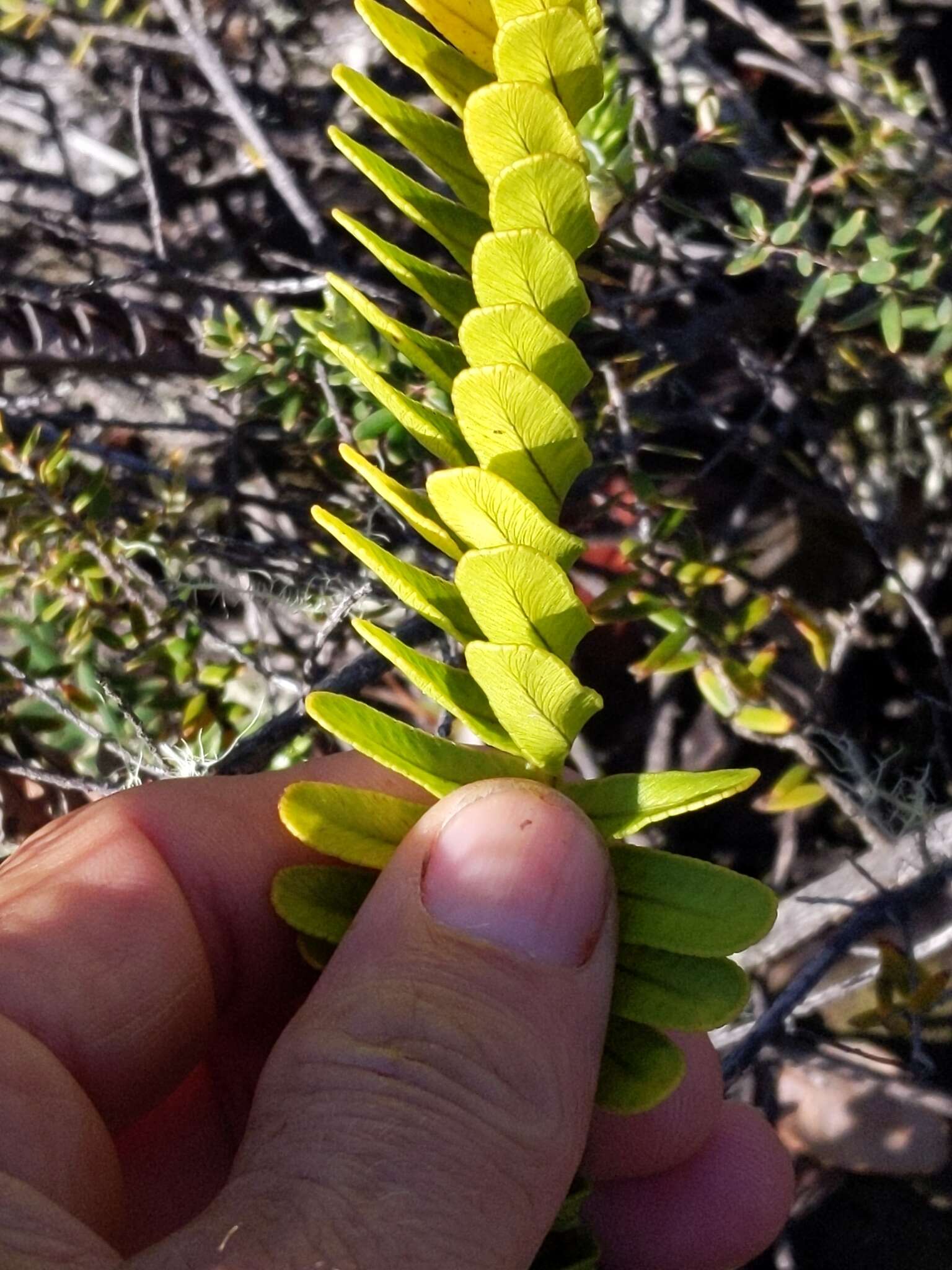 Слика од Polypodium pellucidum Kaulf.