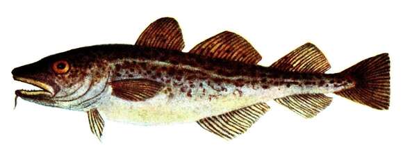 Image of Atlantic cod