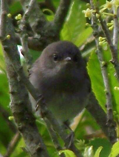 Image of Grey Gerygone