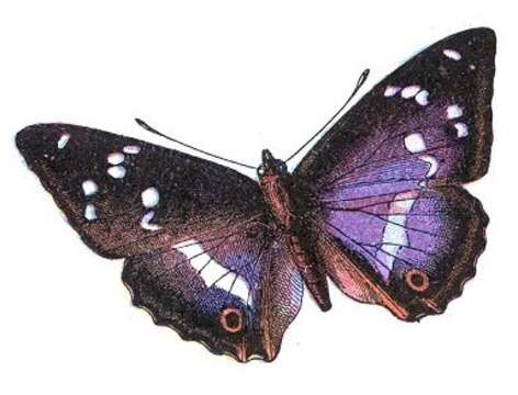 Image of purple emperor