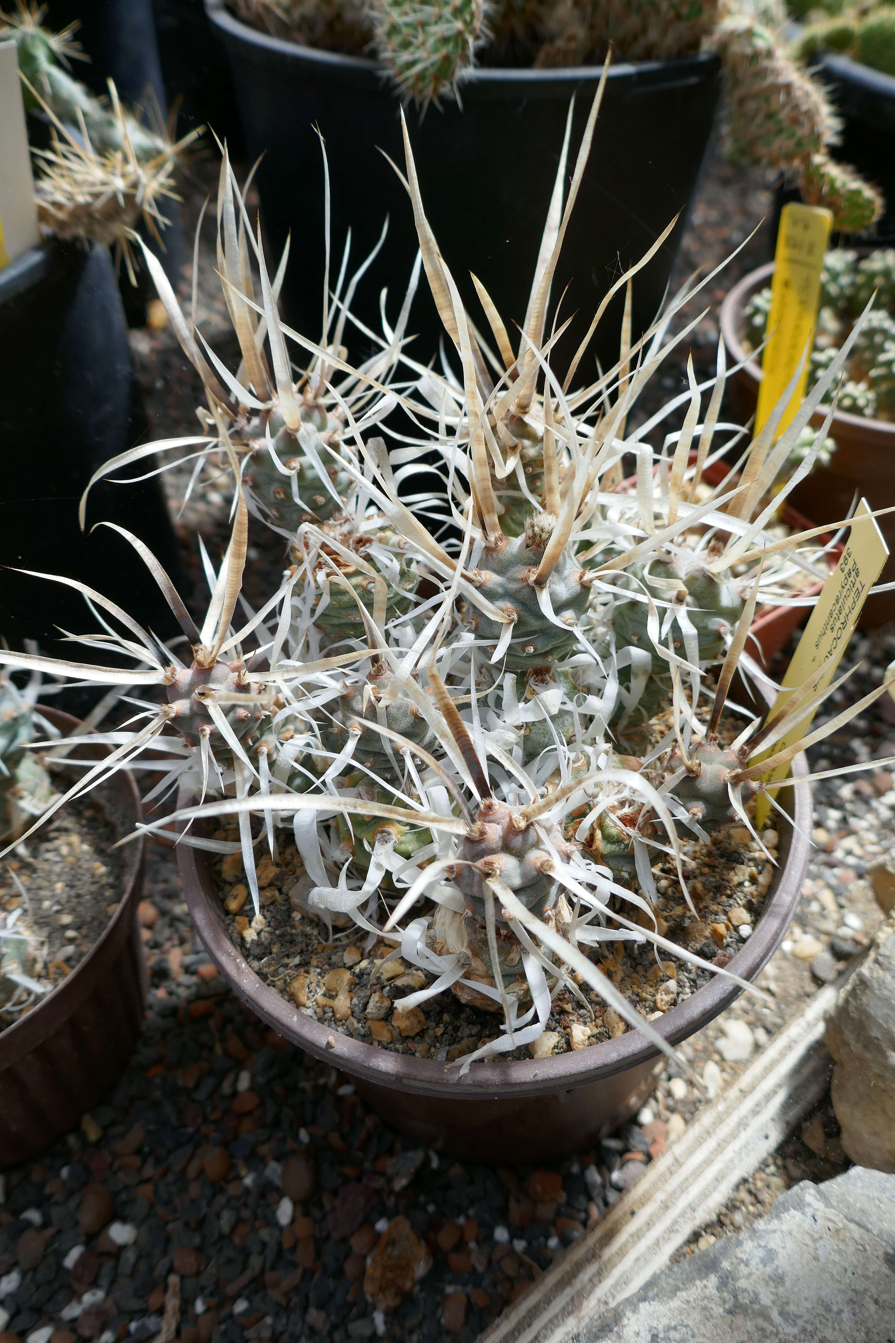 Image of Tephrocactus articulatus