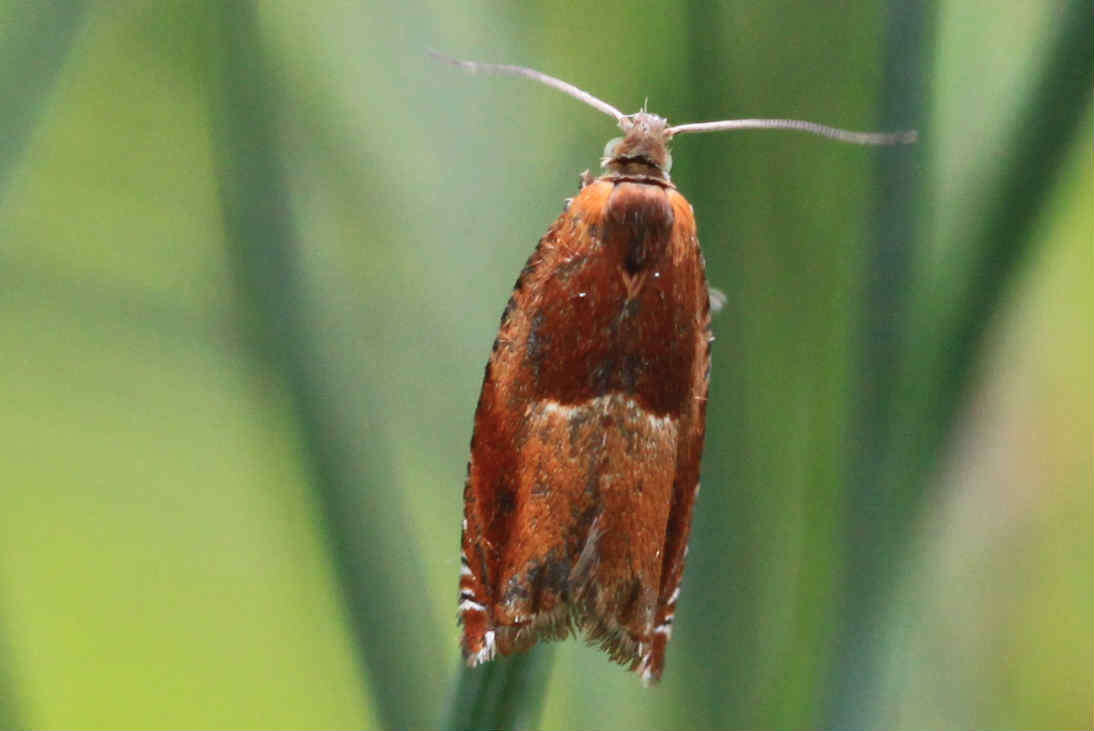Image of Red Roller