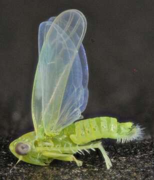 Image of Potato Leafhopper