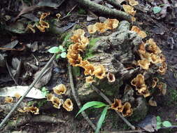 Image de Cotylidia aurantiaca (Pat.) A. L. Welden 1958