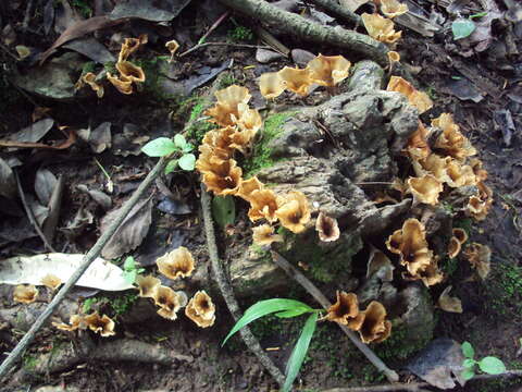 صورة Cotylidia aurantiaca (Pat.) A. L. Welden 1958