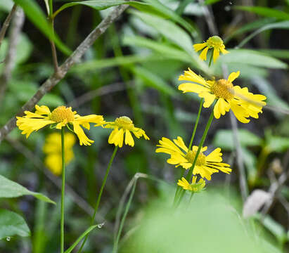 Image of Short-Leaf Sneezeweed