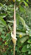 Image of Amorphophallus variabilis Blume