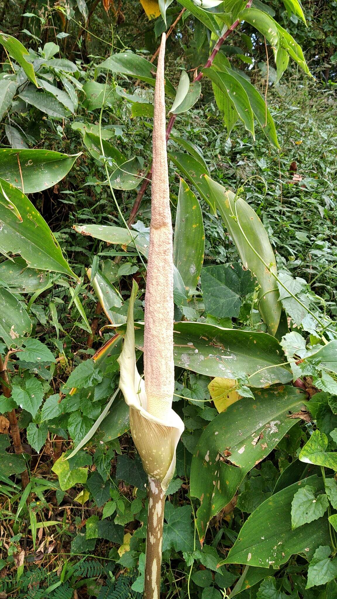 Amorphophallus variabilis Blume resmi