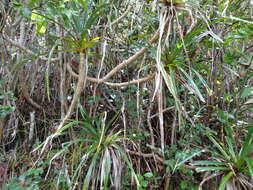 Image of Pandanus montanus Bory