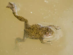 Image of Yellow–bellied Toad