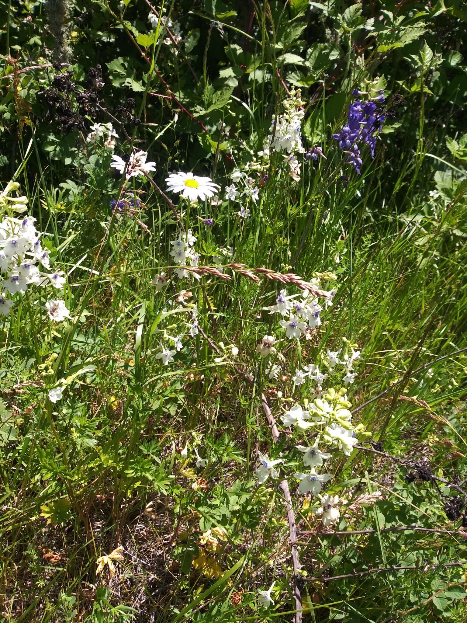 孔雀翠雀花的圖片