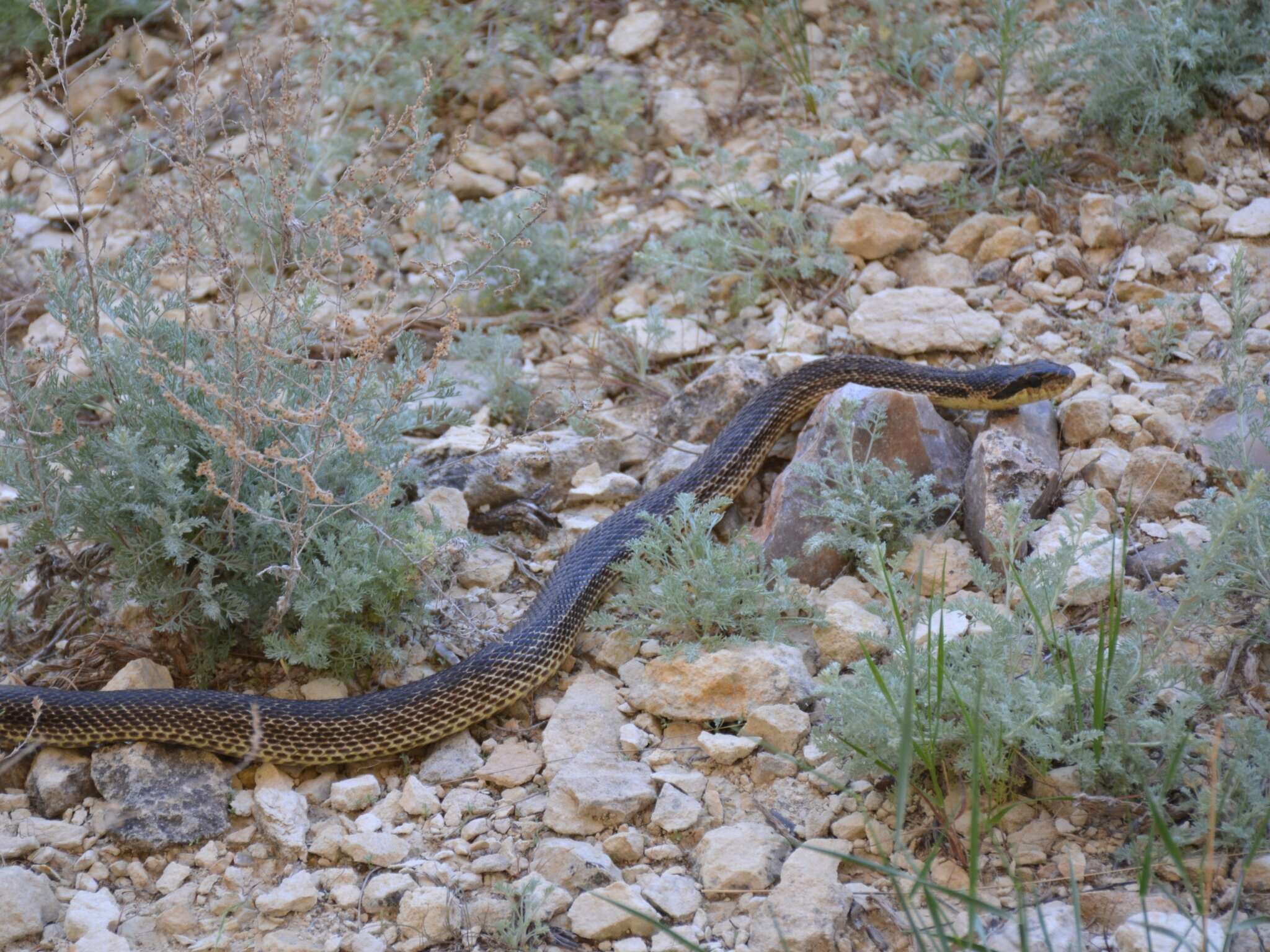 Image of East-Four-lined Ratsnake