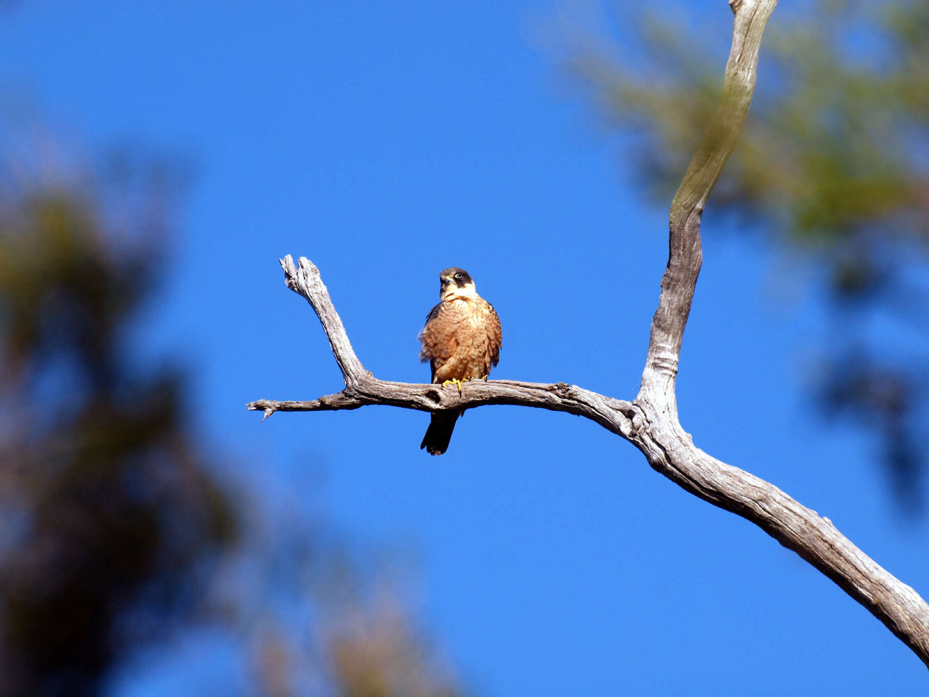 Image of Australian Hobby