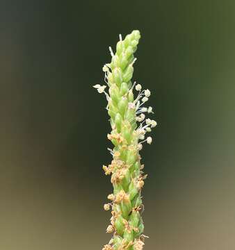 Asteridae resmi